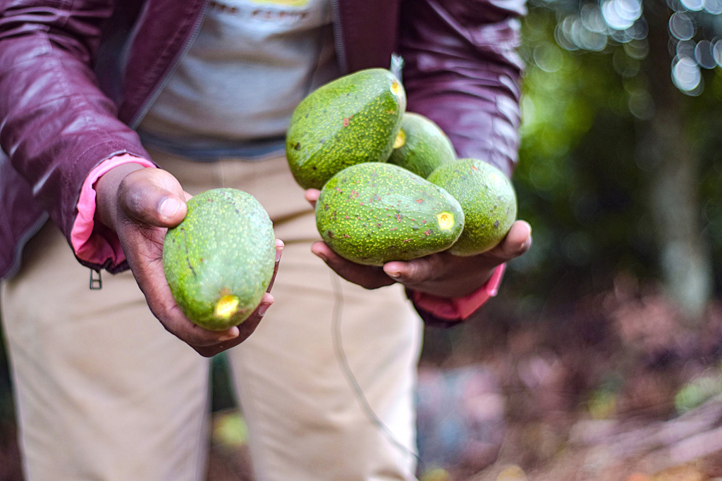 Avocados Limbua 14 (1) (1).jpg
